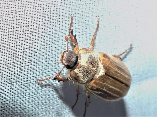 Amphimallon solstitiale